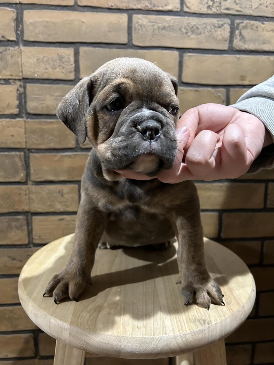 Hoobly olde hot sale english bulldogge