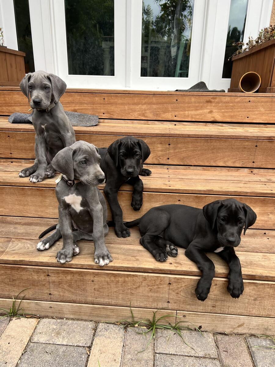 Hoobly best sale great dane