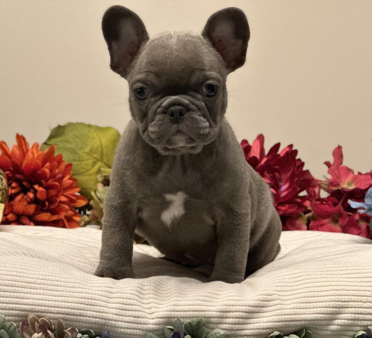 French store bulldog hoobly