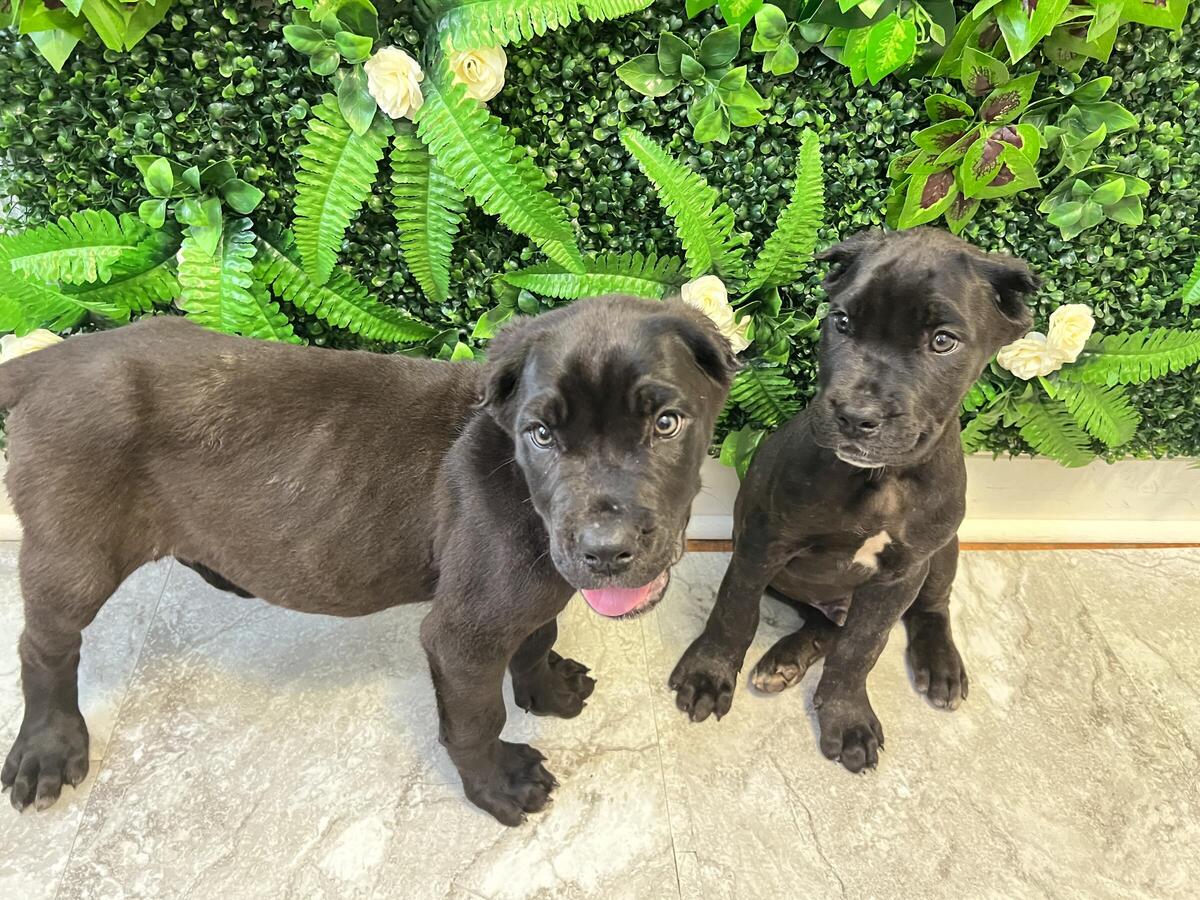 Cane corso best sale puppies hoobly