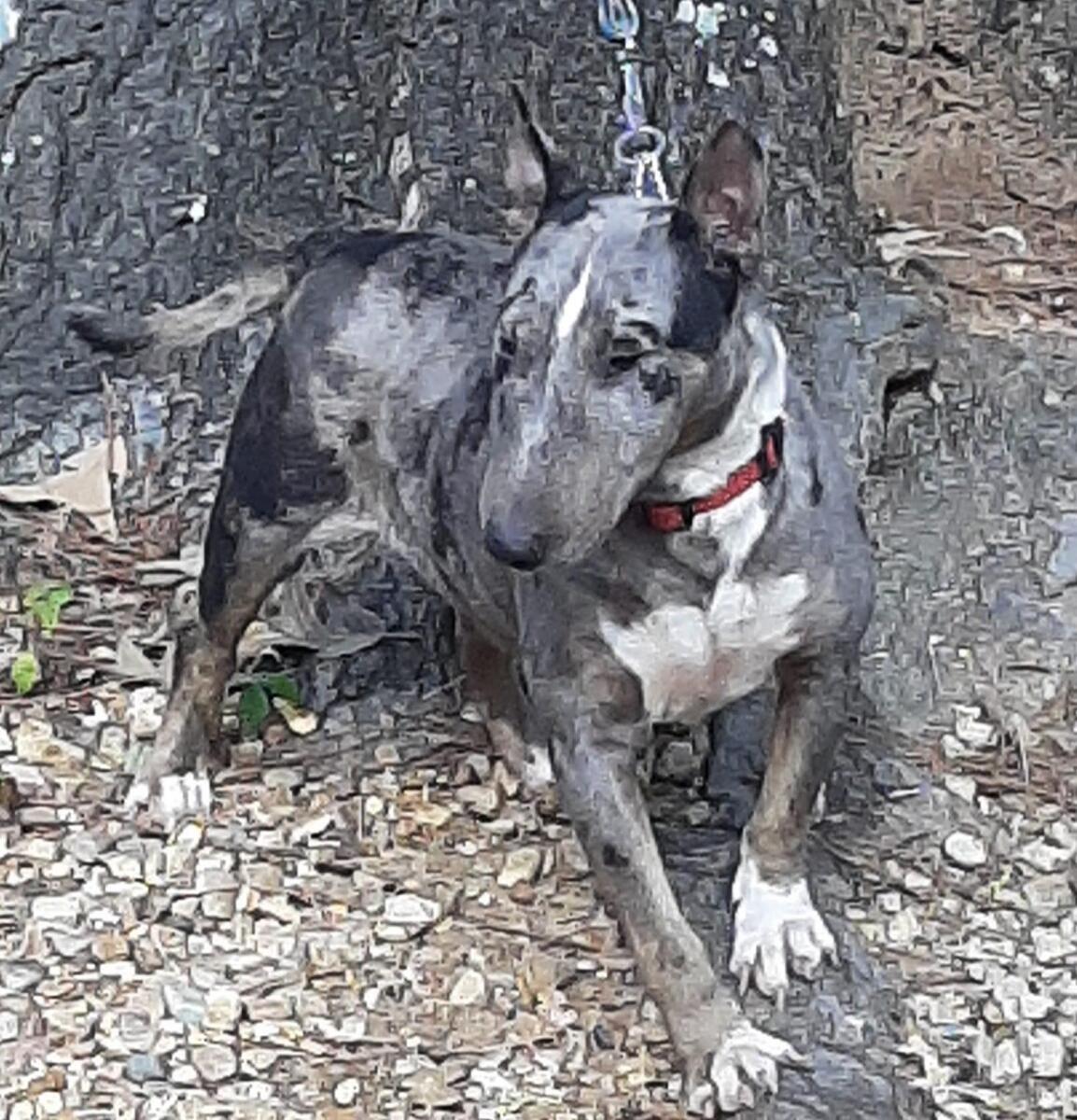 Merle 2024 bull terrier