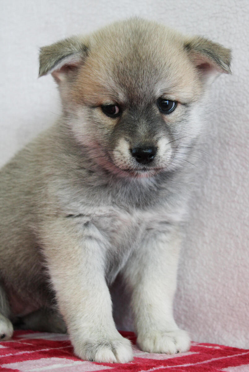 Hoobly pomsky best sale