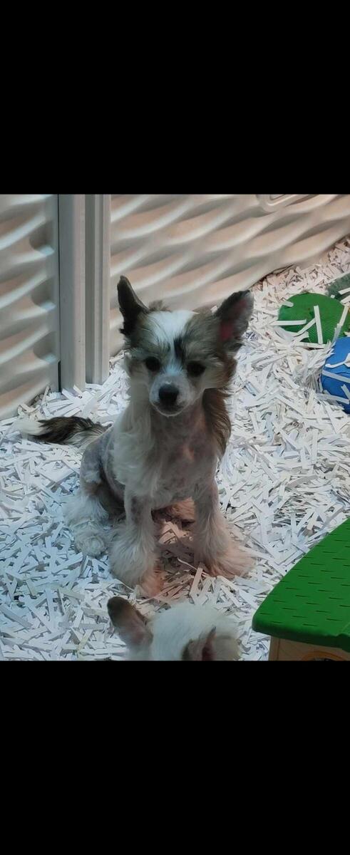 Hoobly sales chinese crested