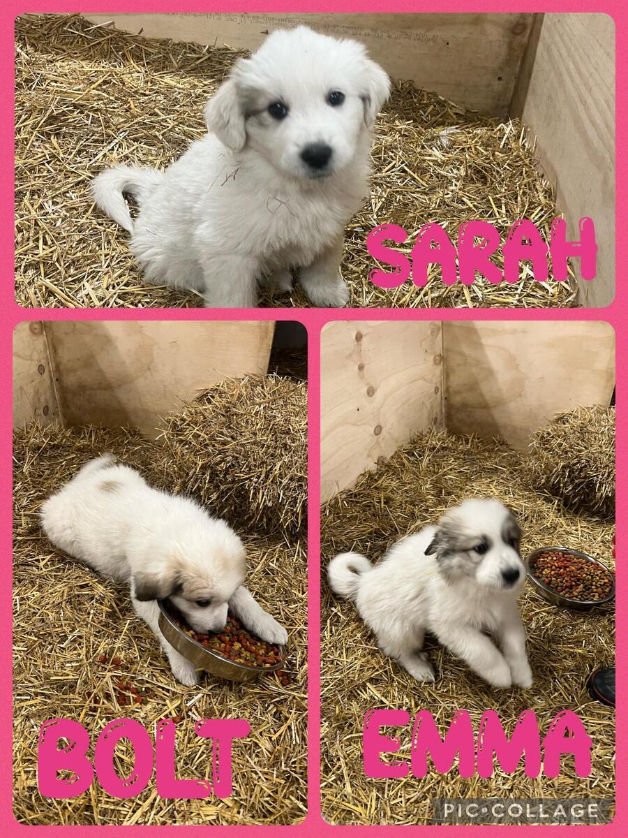 Hoobly best sale great pyrenees