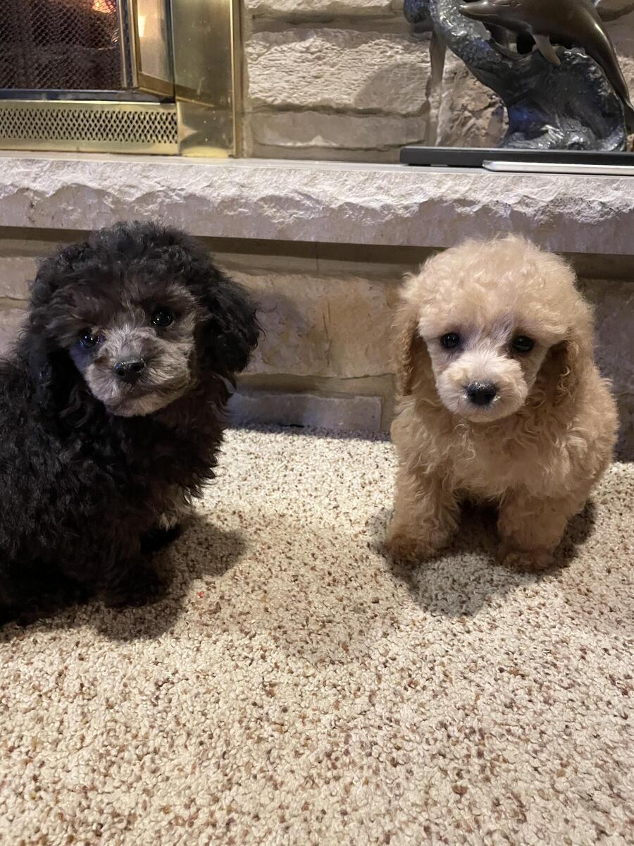 Hoobly on sale toy poodle