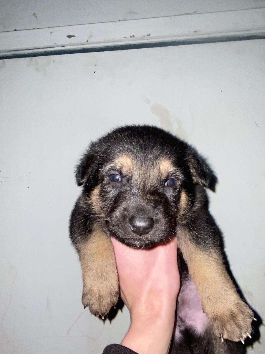 German Shepherd Puppies in Sacramento California hoobly