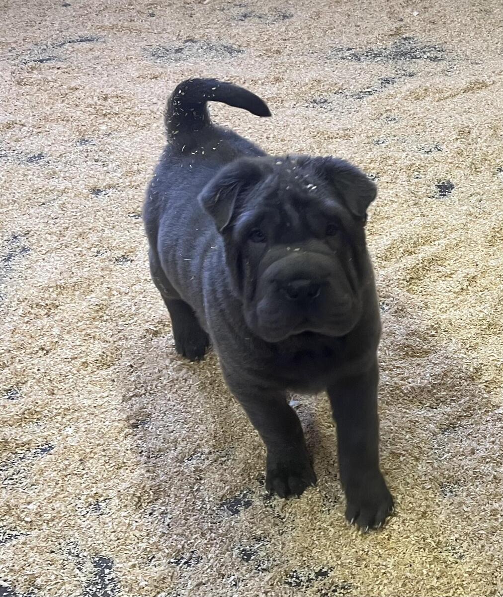 Hoobly cheap shar pei