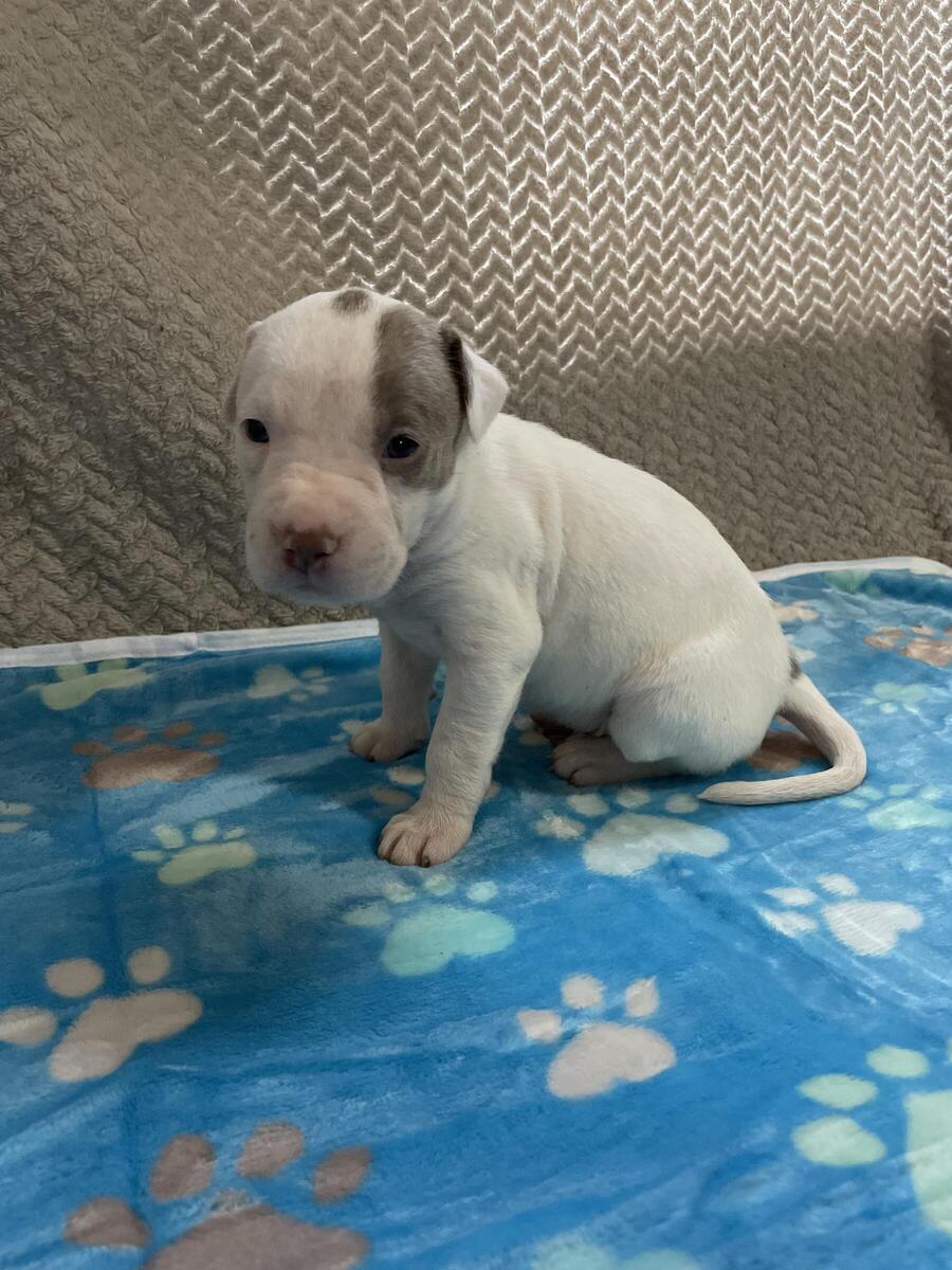 Hoobly best sale pitbull puppies