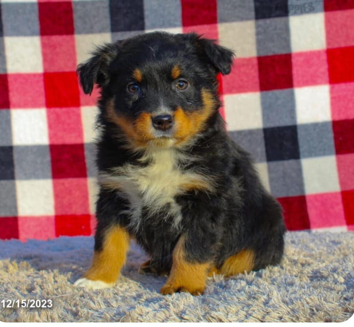 Hoobly sales australian shepherd