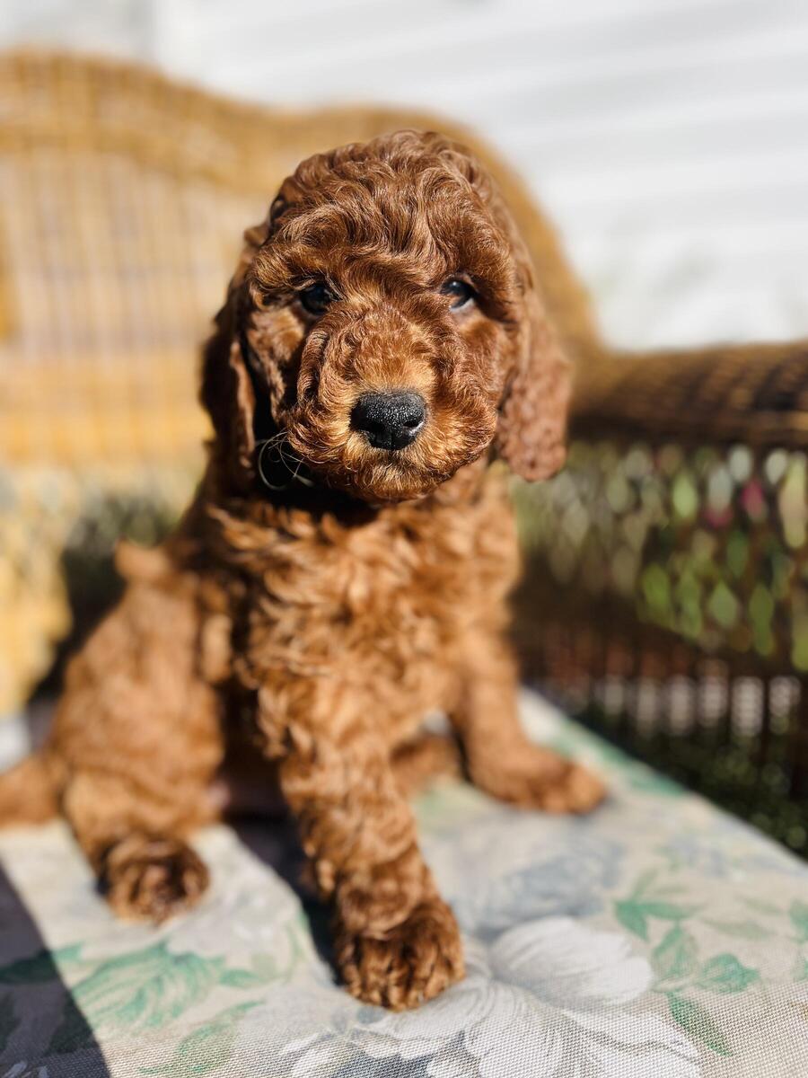 Hoobly mini sale goldendoodle