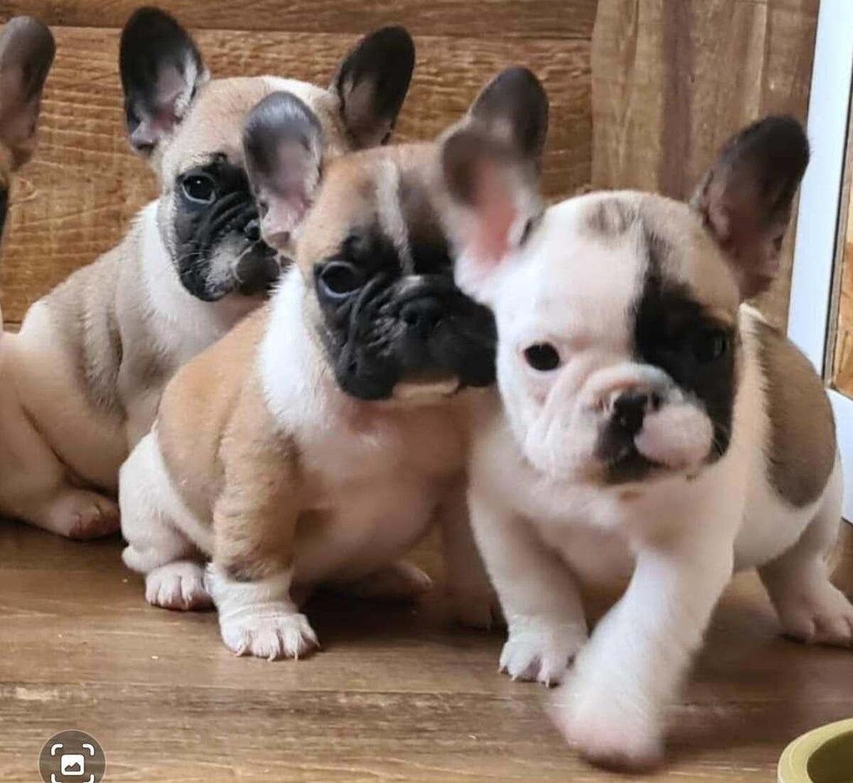 Hoobly french best sale bulldog puppies