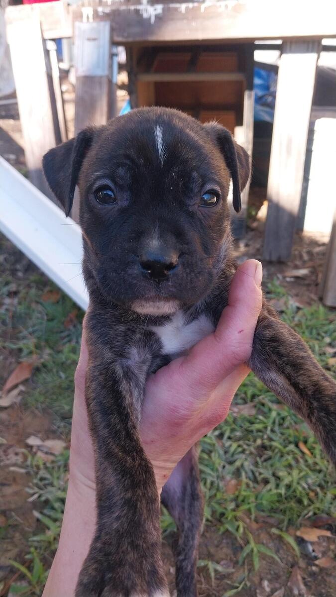 Pitbull store puppies hoobly