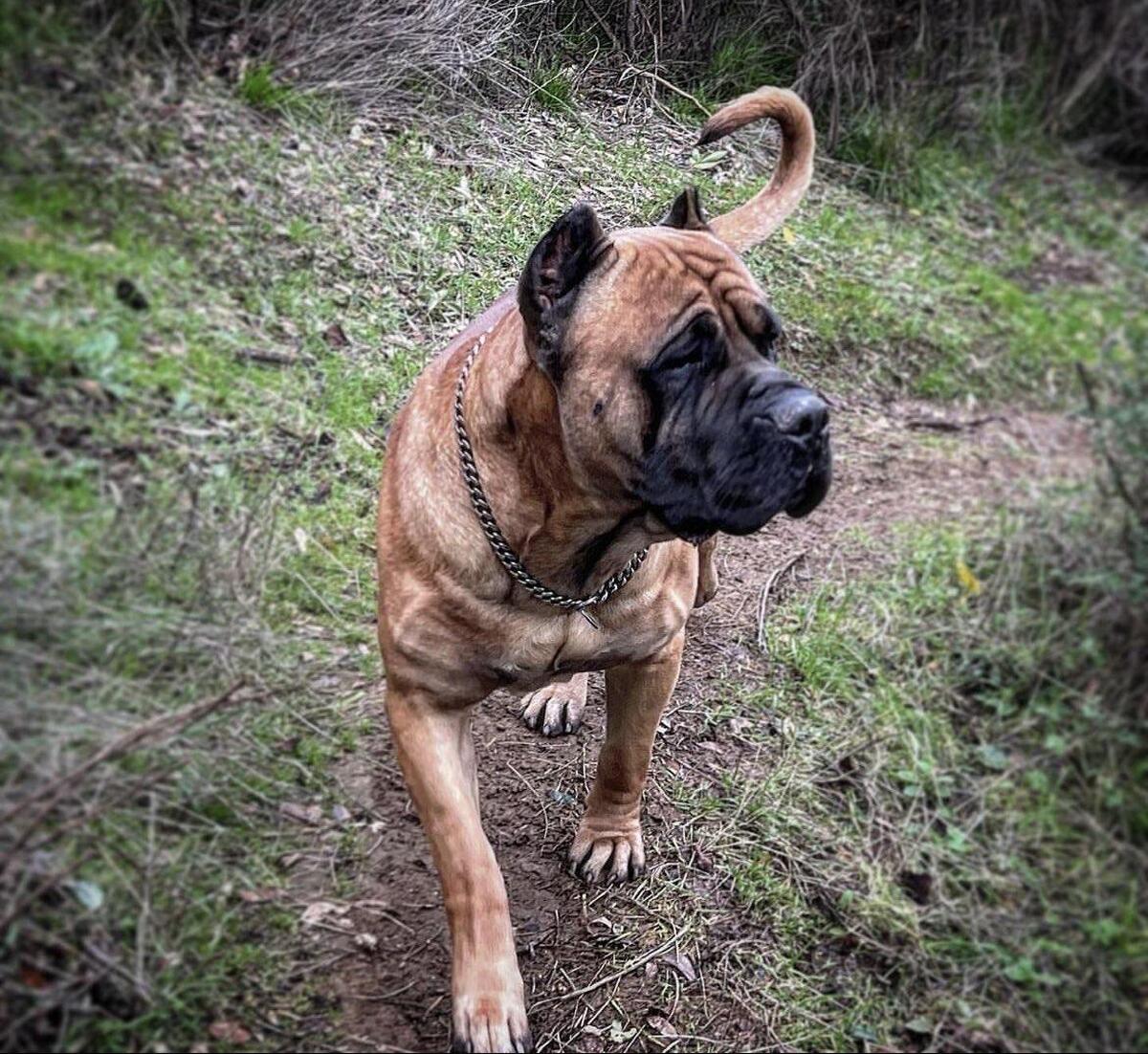 Hoobly sales presa canario