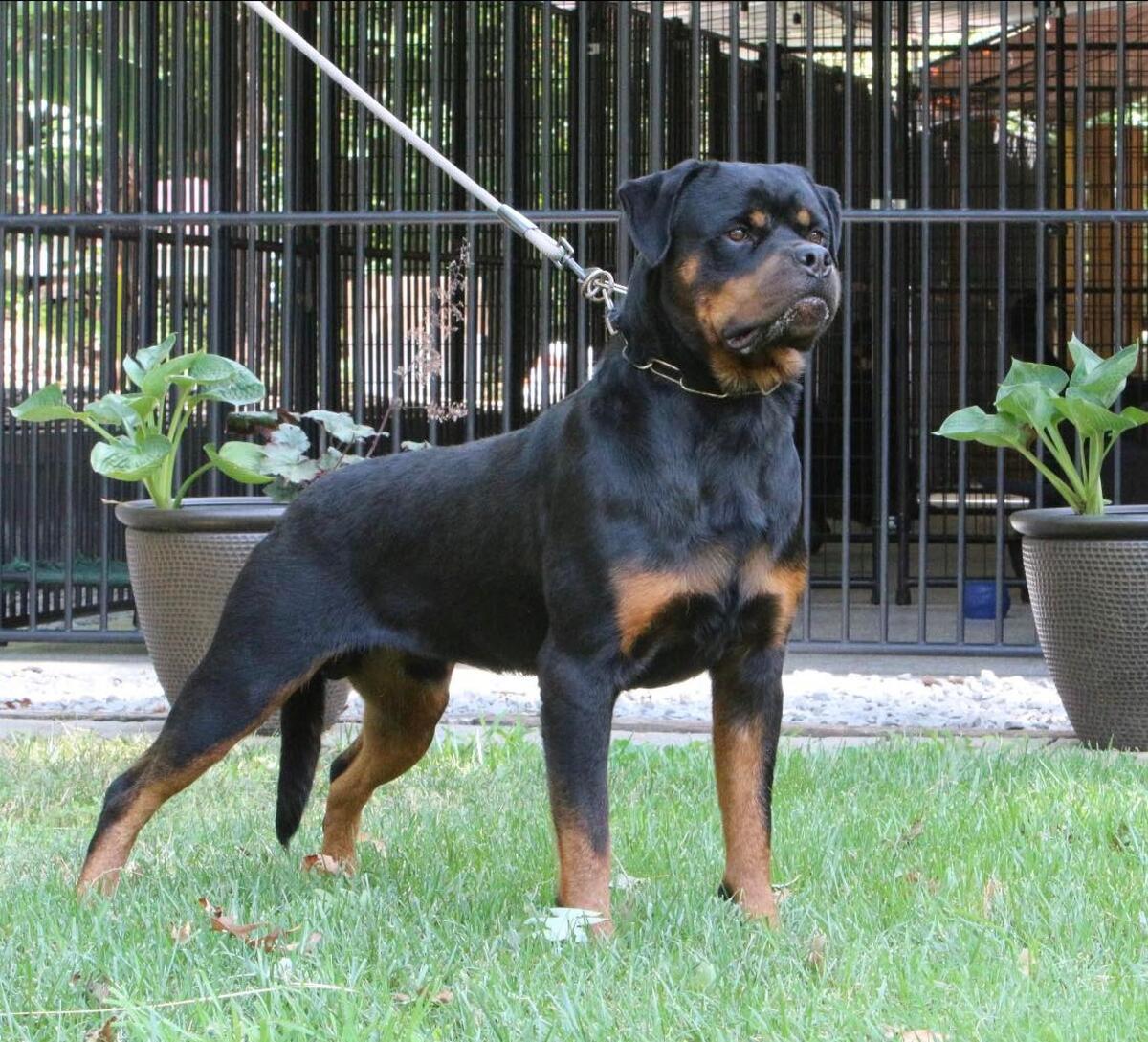 Hoobly rottweiler hot sale