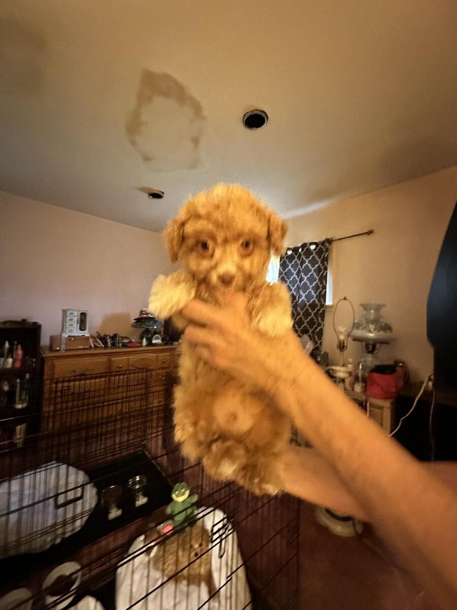 Hoobly on sale toy poodle