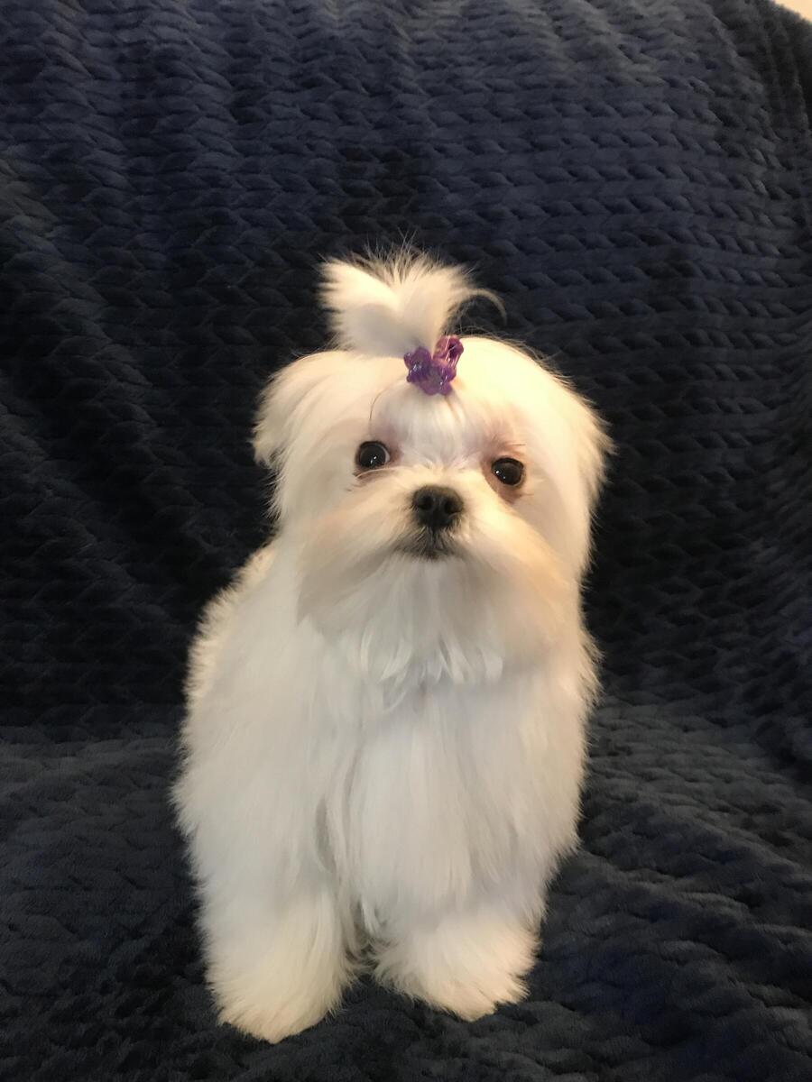 Hoobly maltese sale