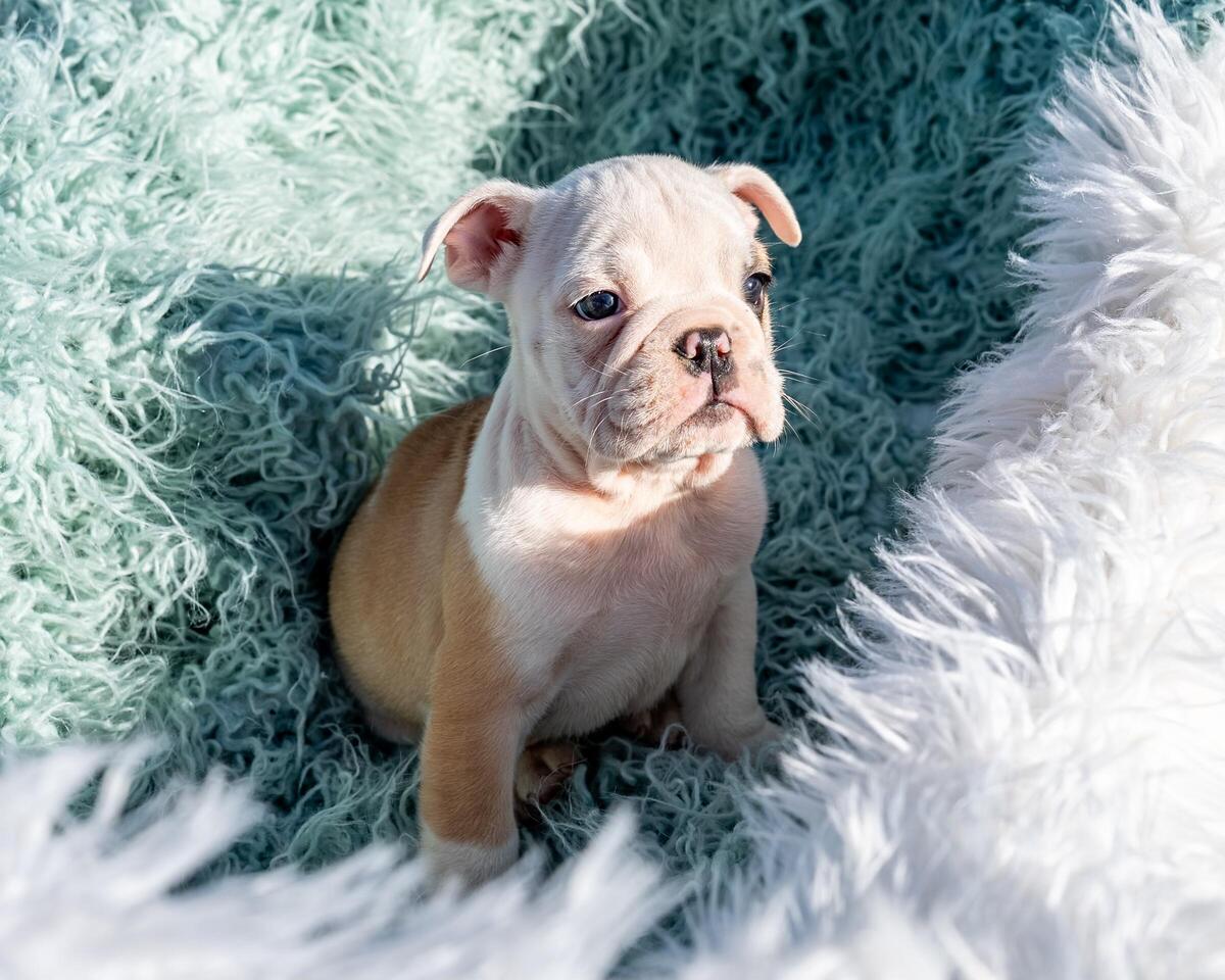 English bulldog best sale puppies hoobly