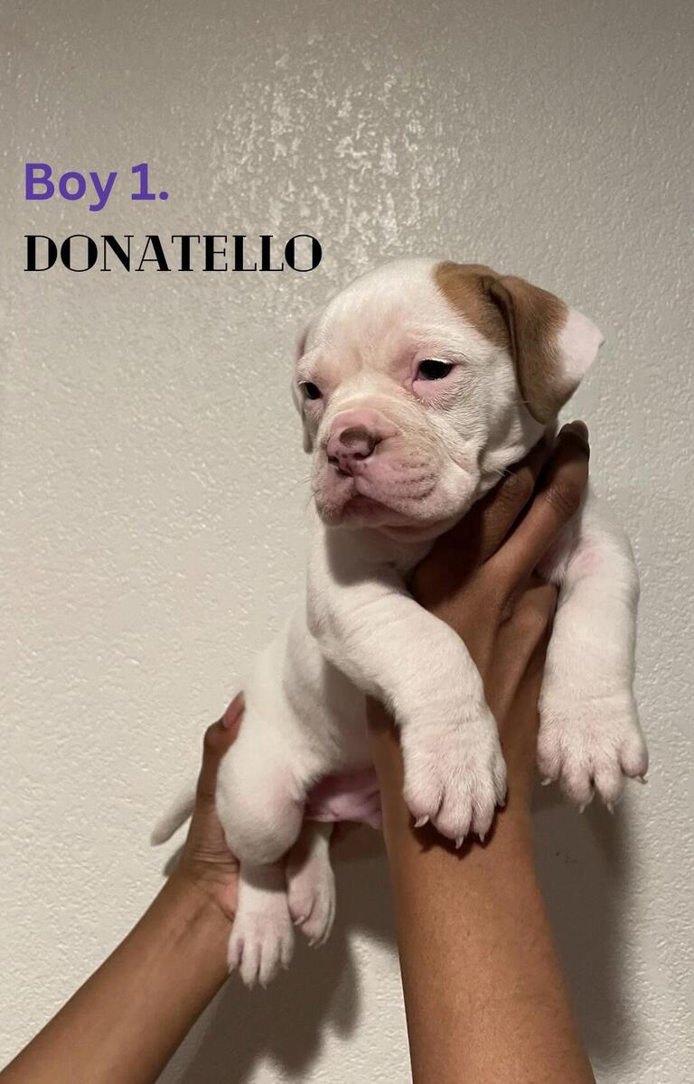 Hoobly store american bulldog
