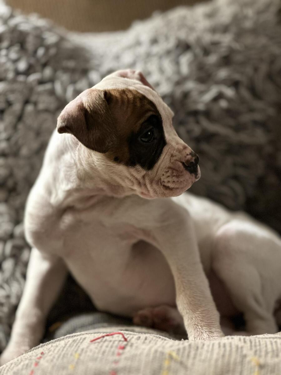 Hoobly best sale american bulldog