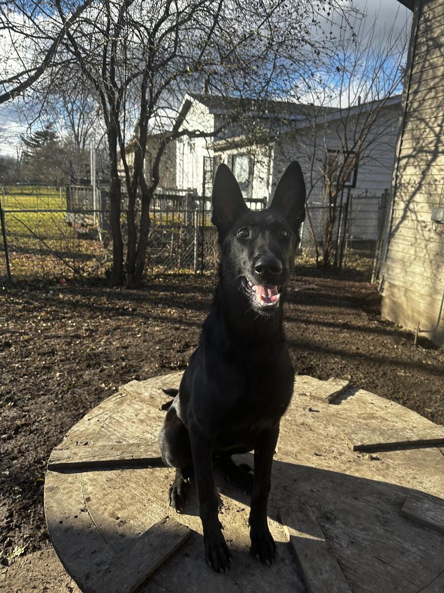 Hoobly 2024 belgian malinois