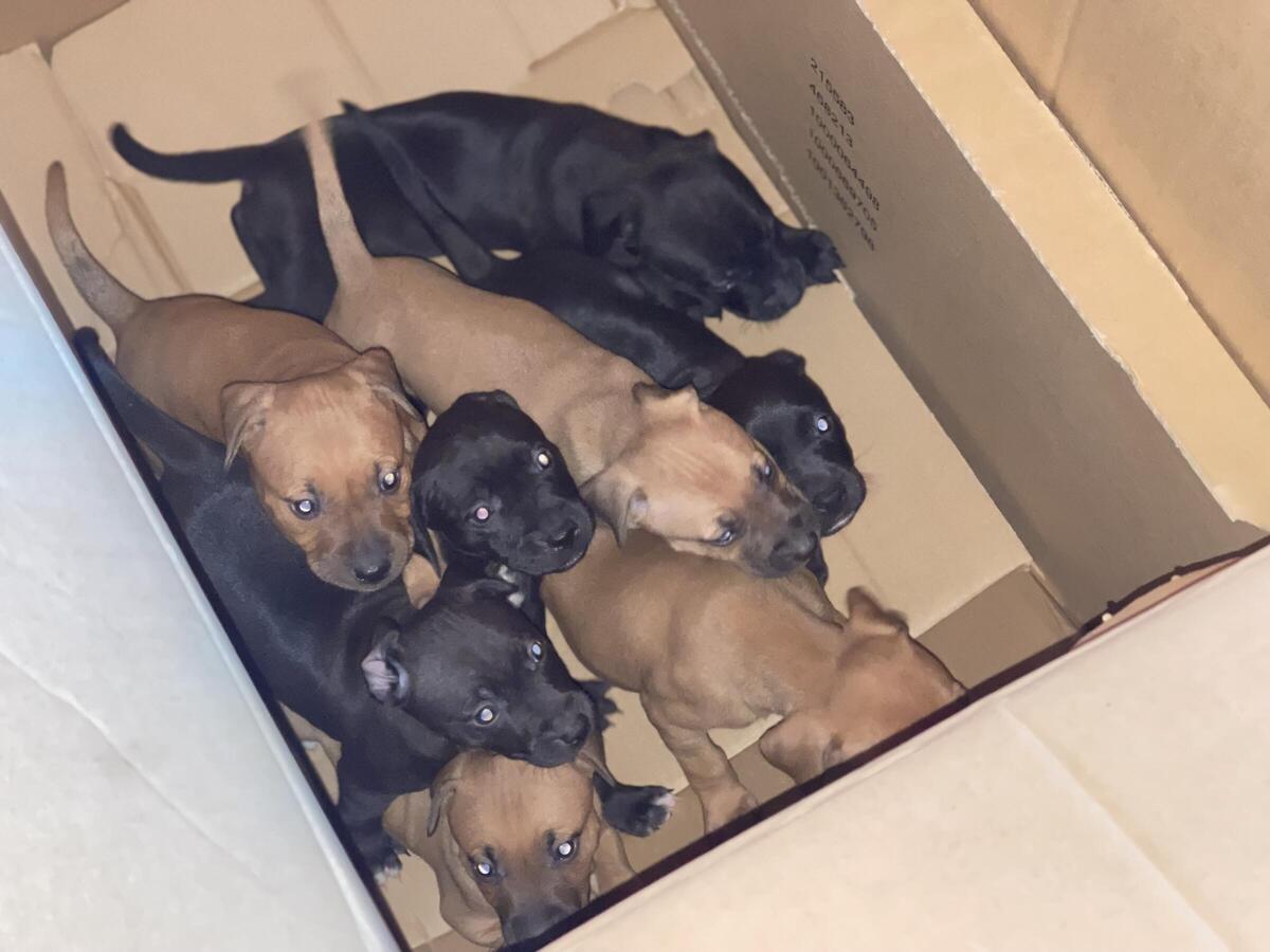 Mayday puppies best sale for sale