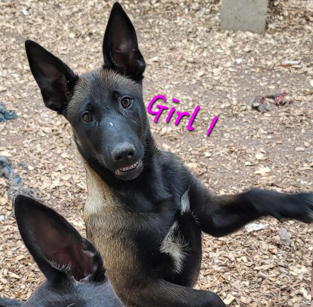 Belgian malinois hot sale hoobly