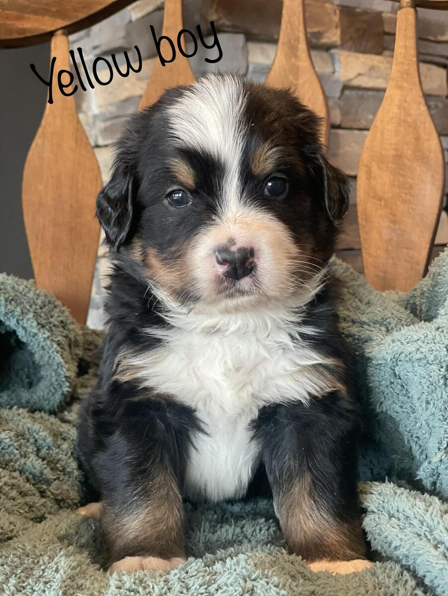 Bernese mountain dog store hoobly