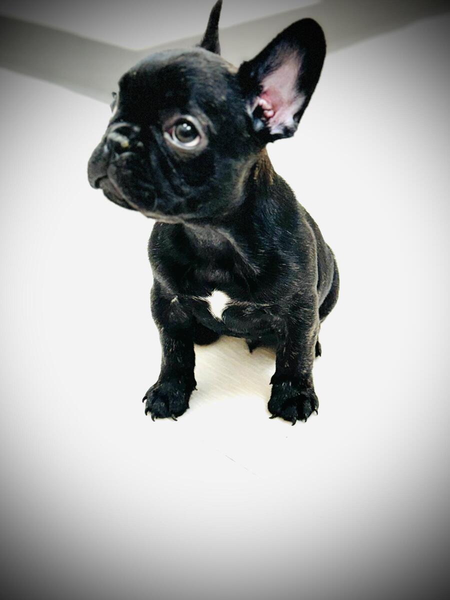 French bulldog grand rapids hot sale mi