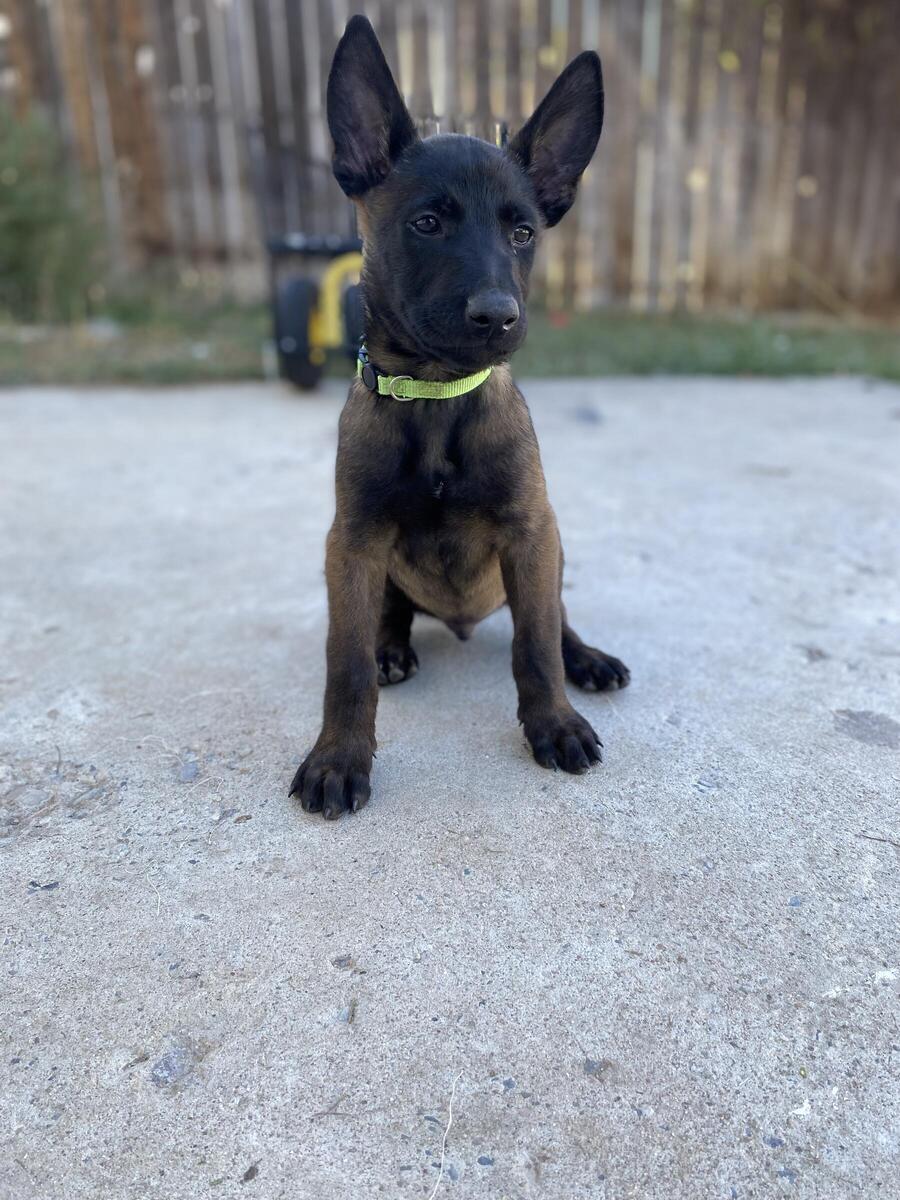 Belgian hot sale malinois hoobly