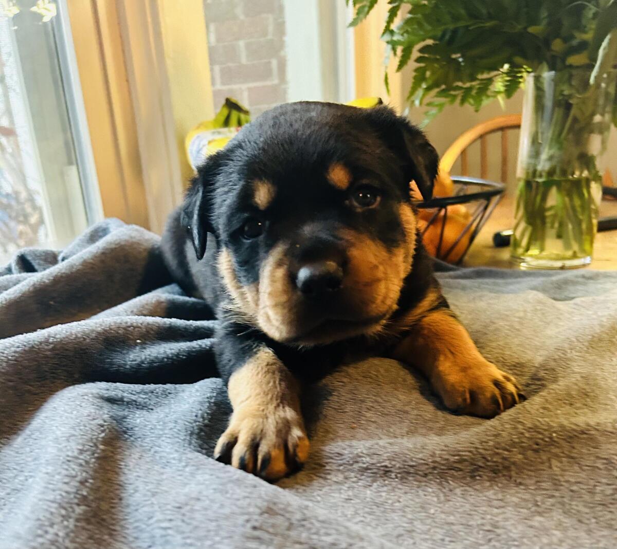 Rottweiler puppies for sales sale hoobly