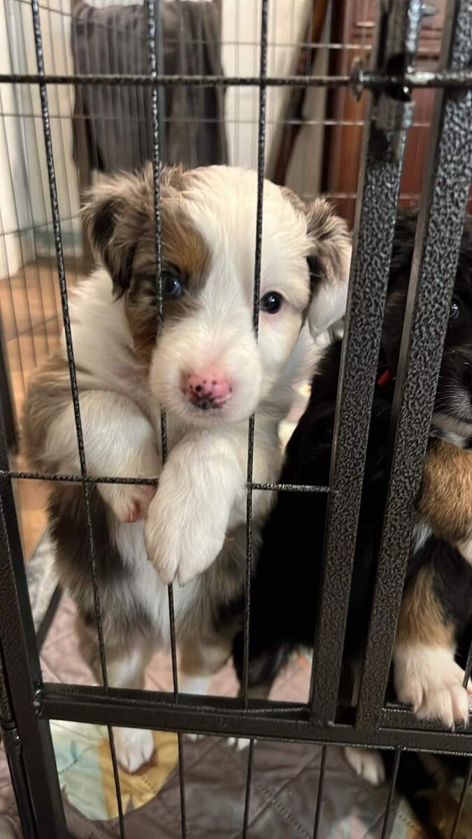 Australian shepherd hot sale hoobly