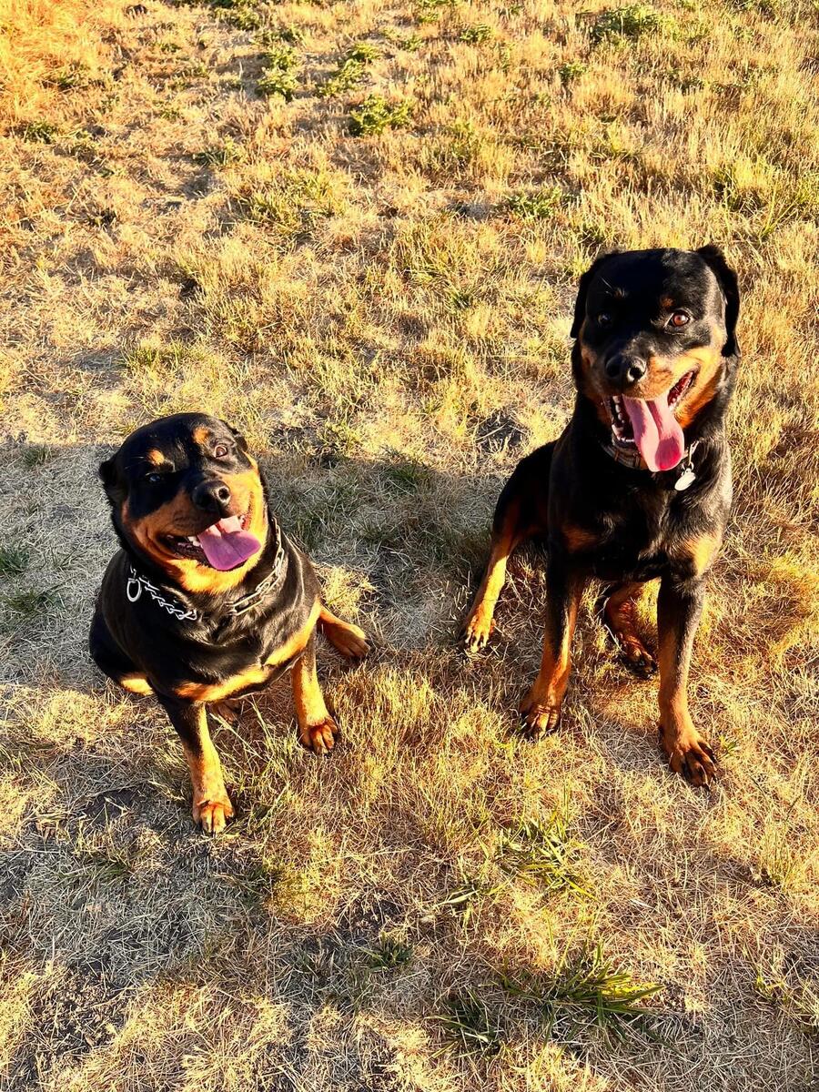 Hoobly rottweiler best sale