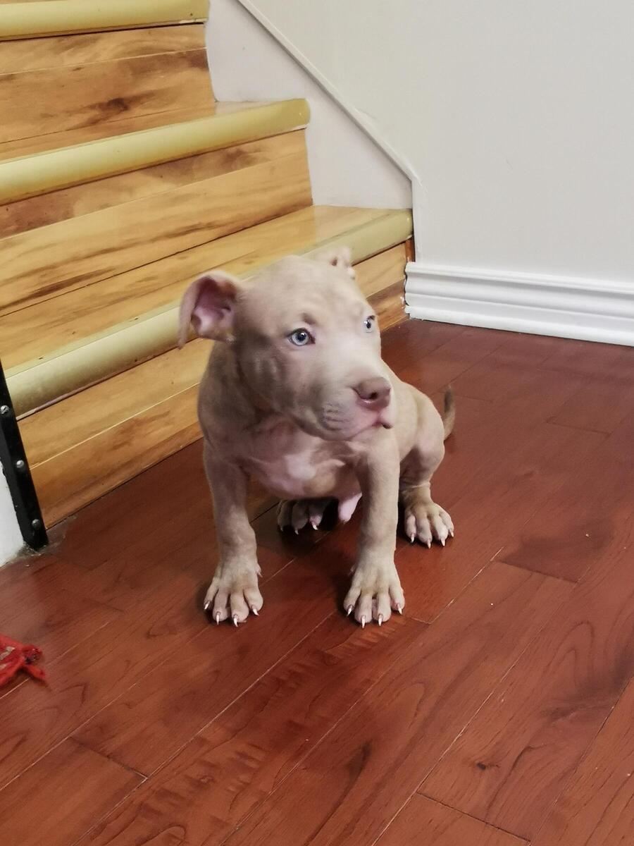 Pitbulls for hot sale sale hoobly