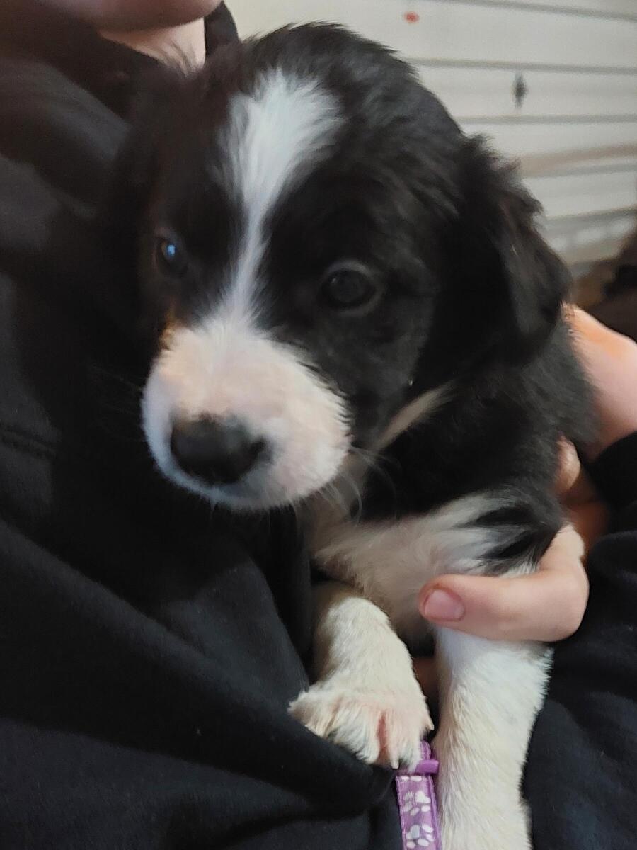 Hoobly 2024 border collie