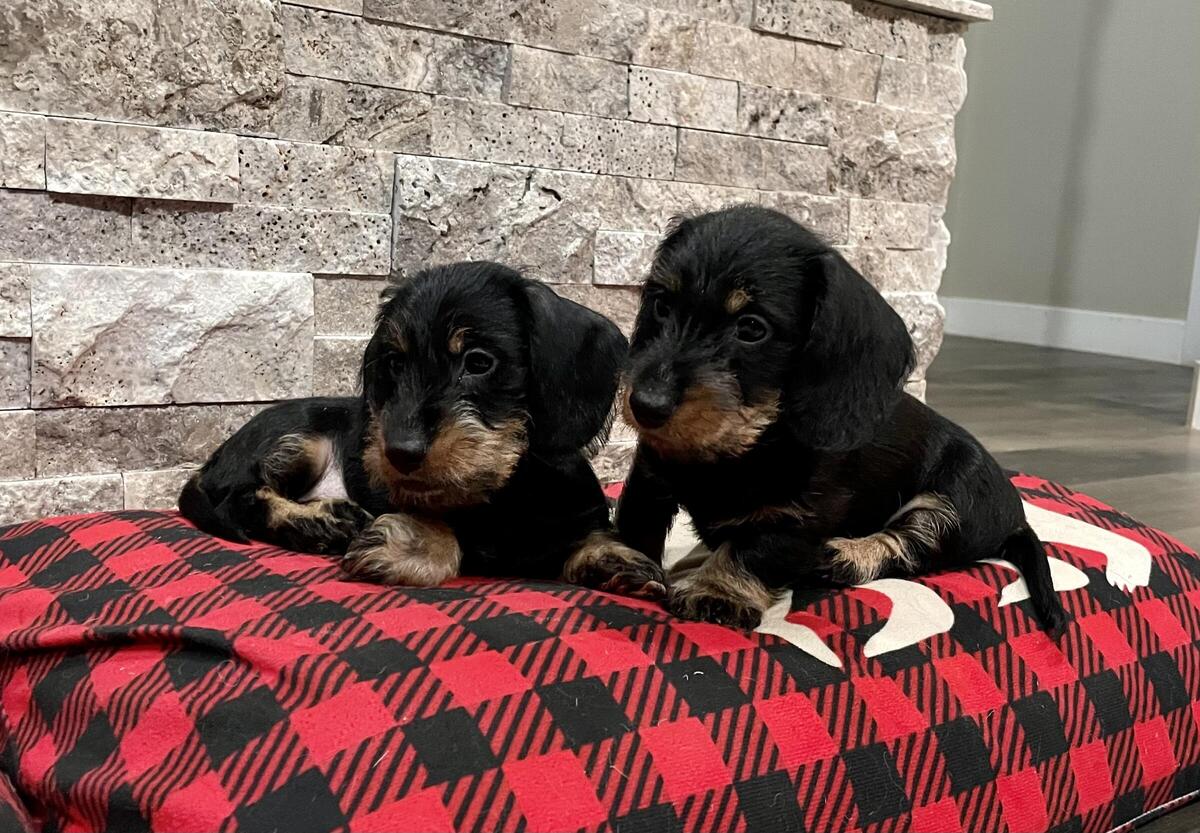 Hoobly mini hot sale dachshunds