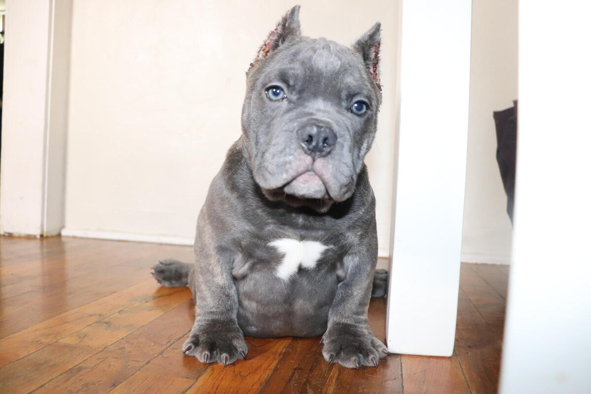 American bully for sales sale hoobly