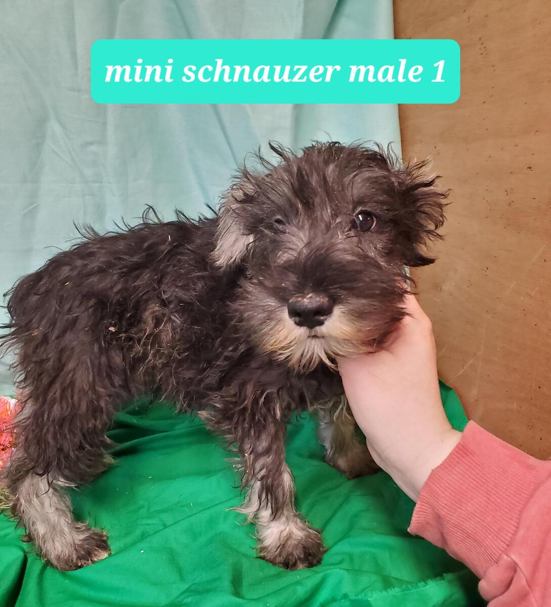 Hoobly schnauzer sales