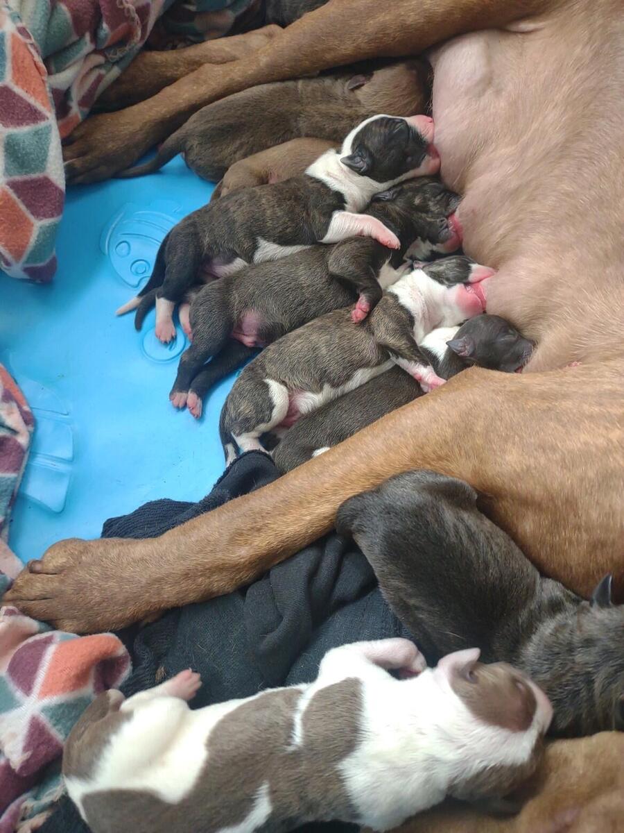 Redboy pitbull best sale puppies for sale