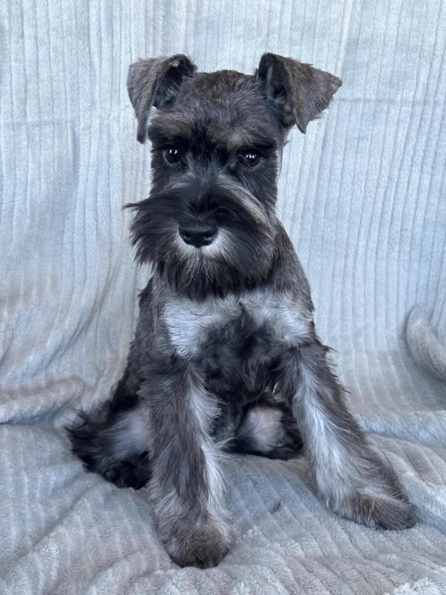 Hoobly best sale miniature schnauzer