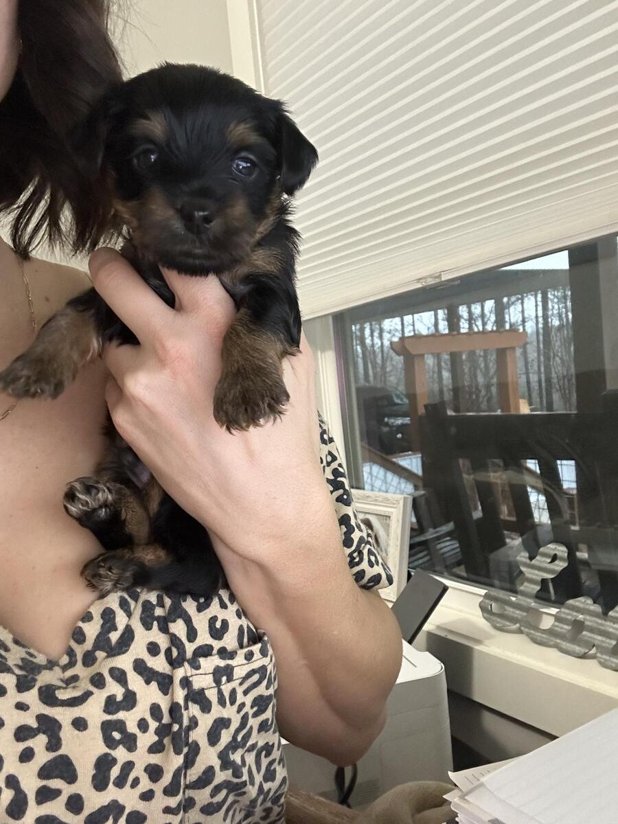 Ckc sales registered yorkie