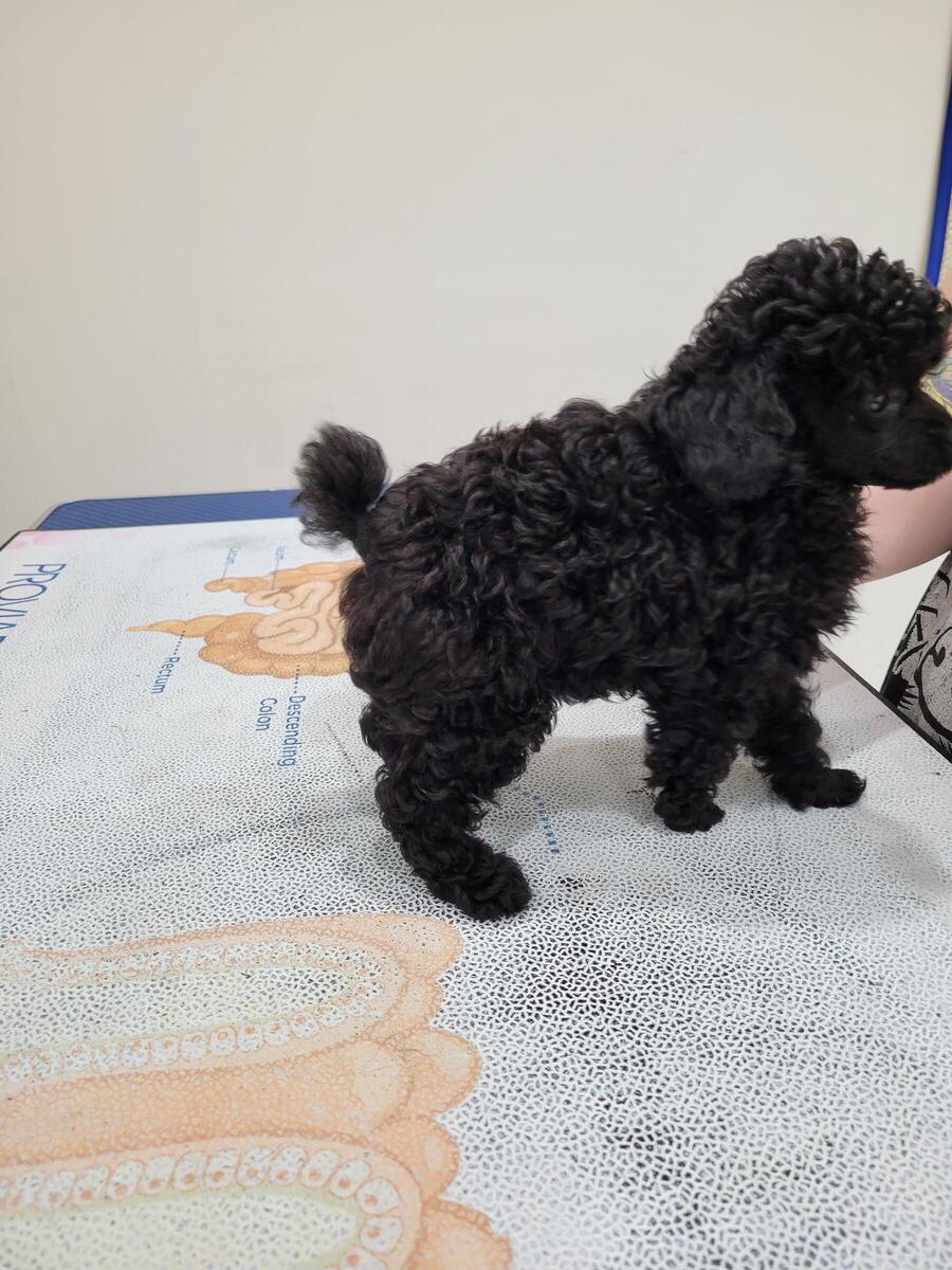 Hoobly top toy poodle