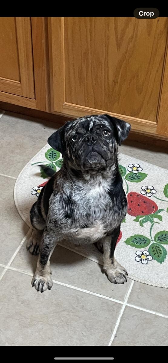 Merle pug stud best sale
