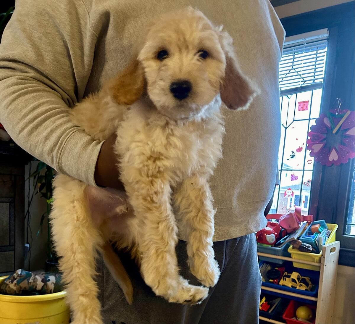 Hoobly goldendoodle sale