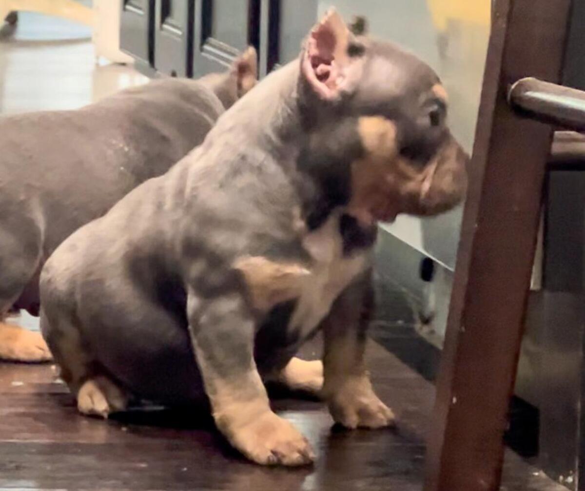 Hoobly 2024 american bully