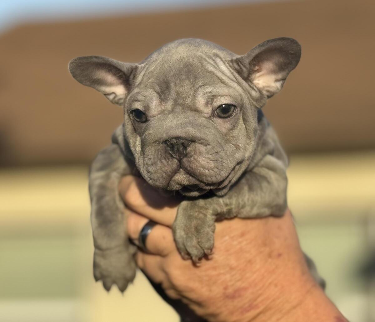 French bulldog hot sale puppies hoobly