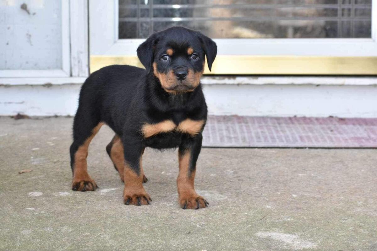 Rottweiler puppies for sale 2024 hoobly