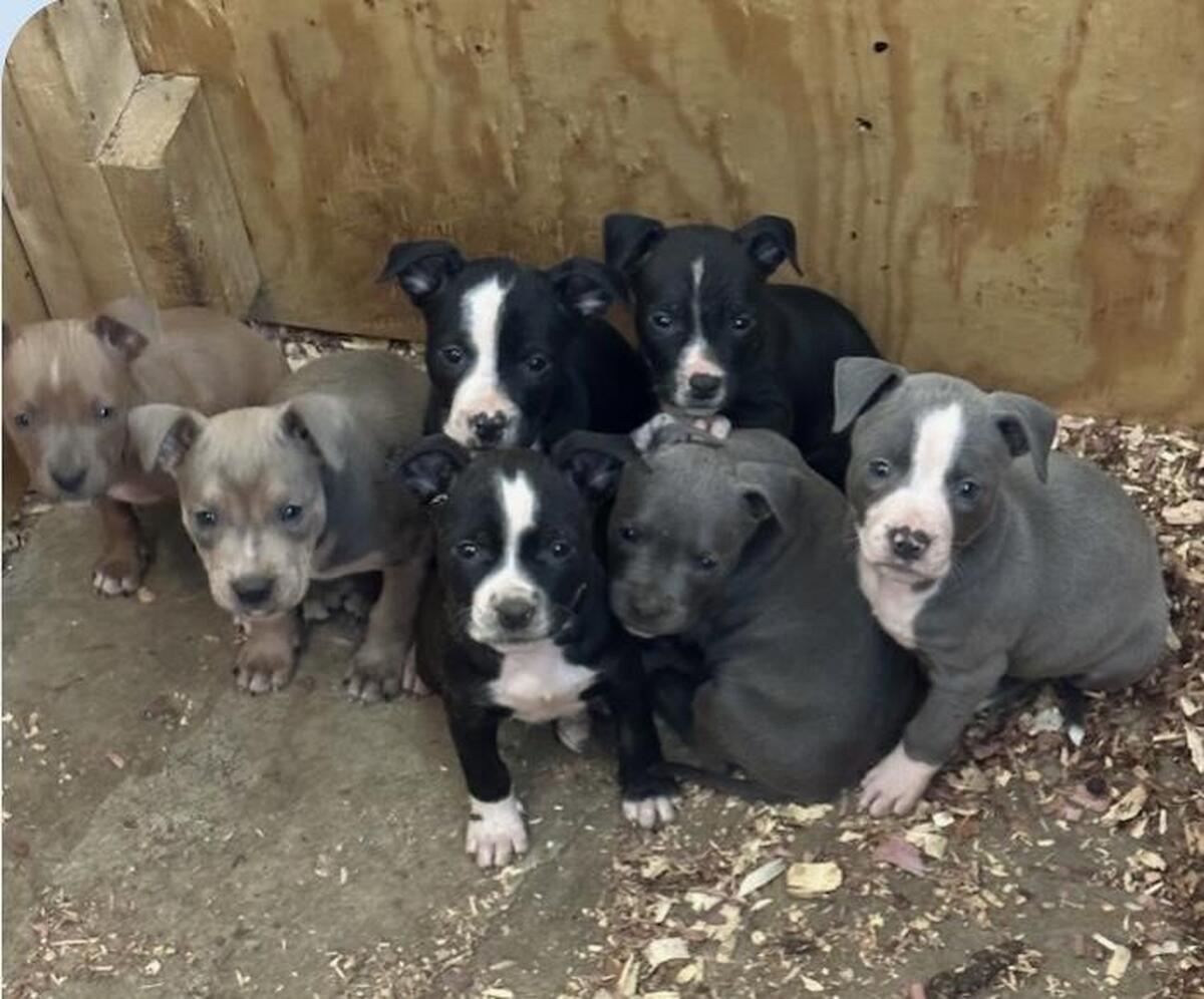 Hoobly pitbull sale