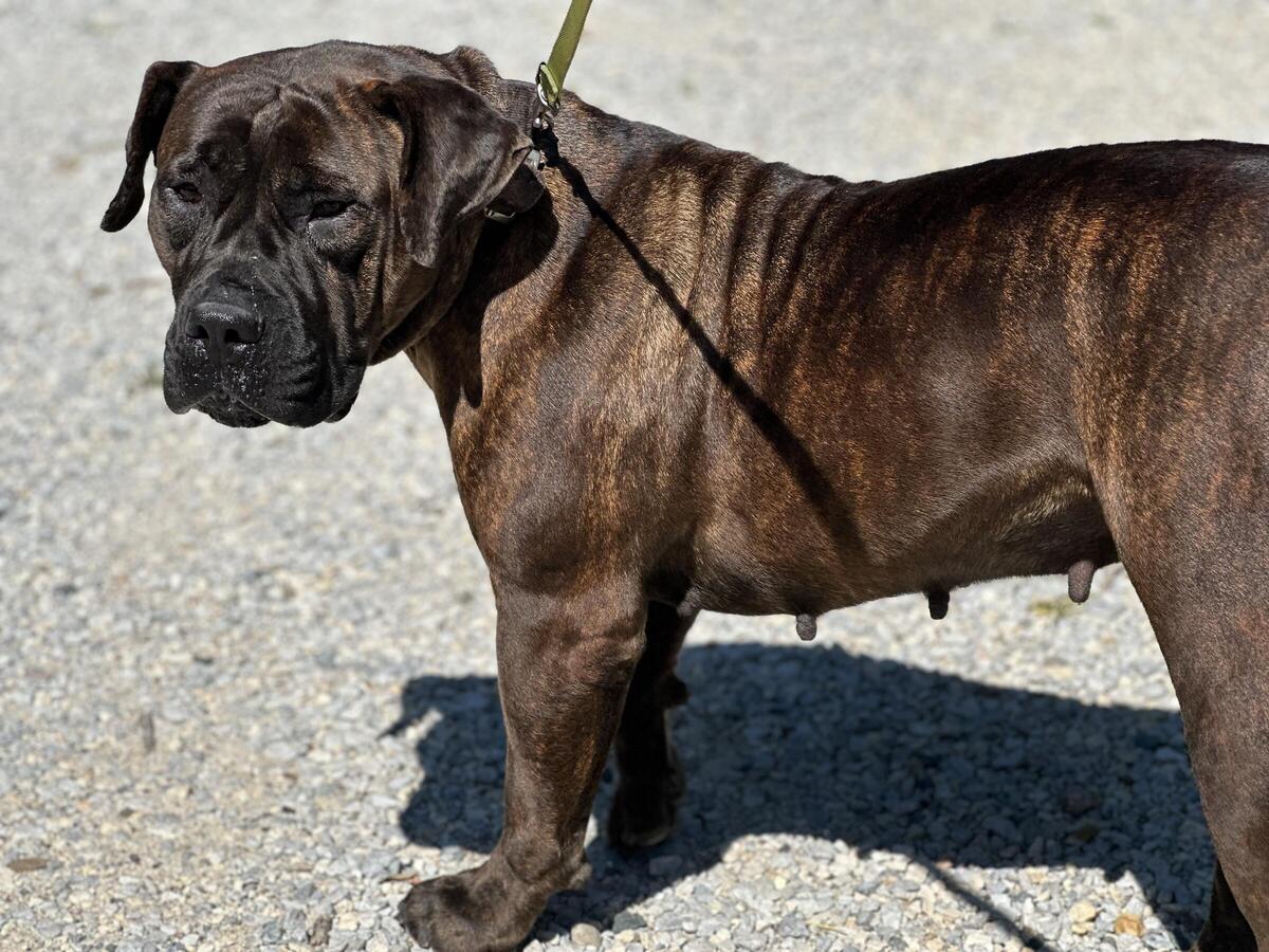 Boerboel hoobly store