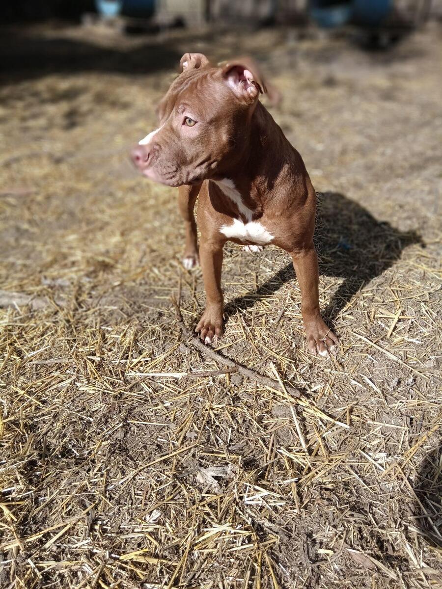 Hoobly pitbull store