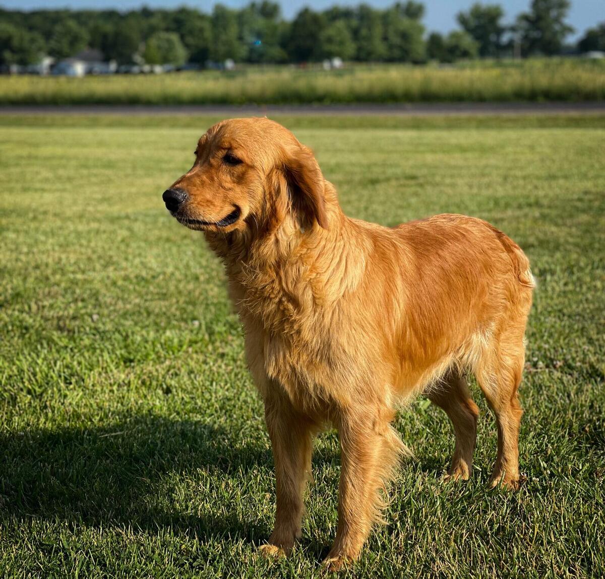 Hoobly golden hot sale retriever
